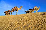 Dromedaries on Khuri Dunes, Jaisalmer, Rajasthan, India